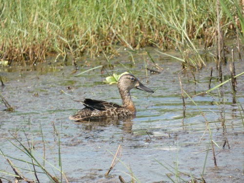 Blue-winged Teal