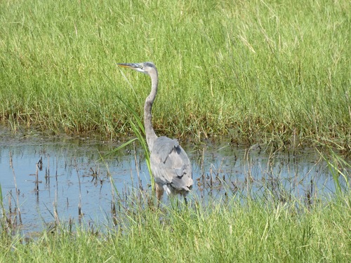 Great Blue Heron