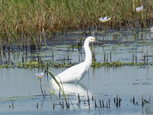 Snowy Egret