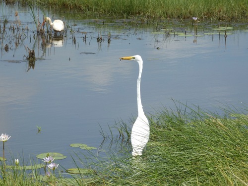 Great Egret