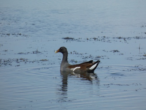 Common Gallinule