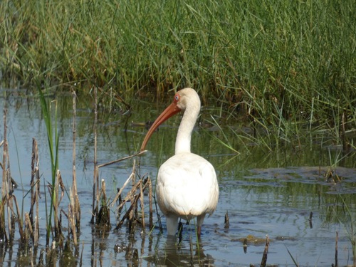 White Ibis