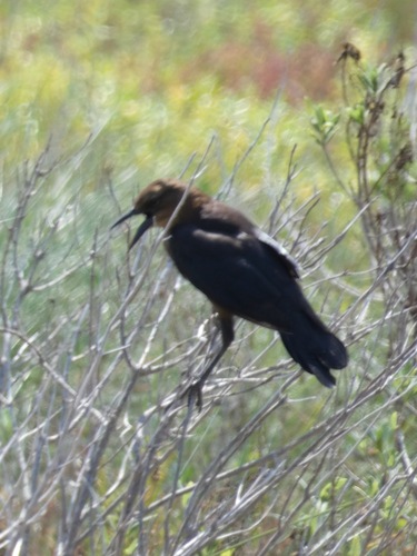 Boat-tailed Grackle