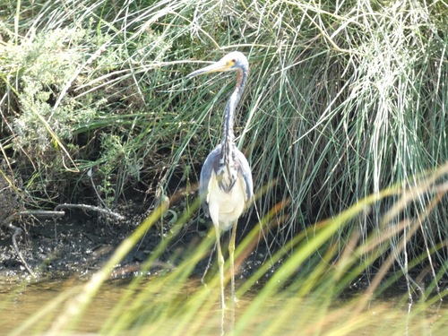Tricolored Heron
