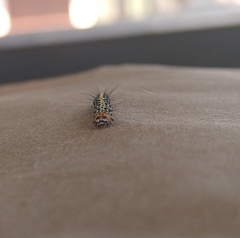 Lepidoptera