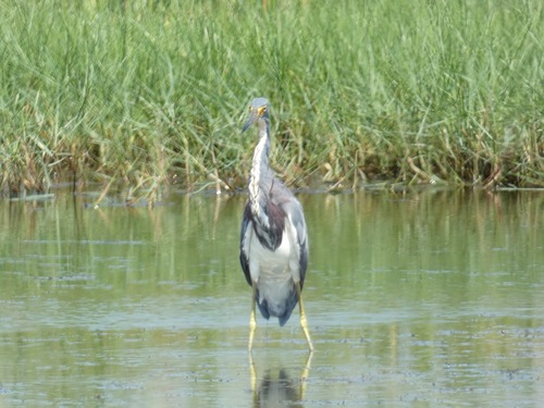 Tricolored Heron