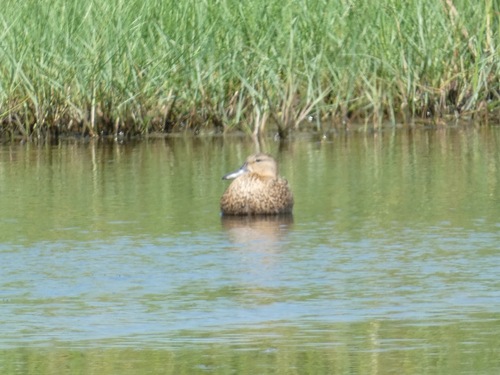 Blue-winged Teal