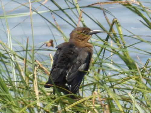 Boat-tailed Grackle