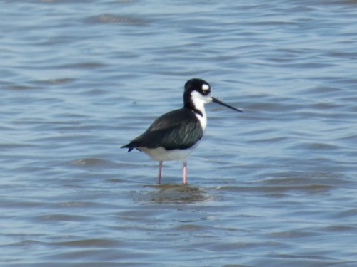 Black-necked Stilt