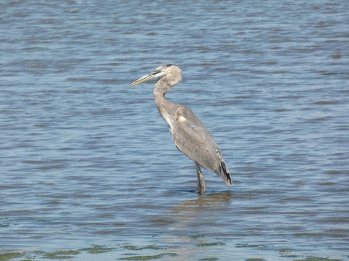 Great Blue Heron