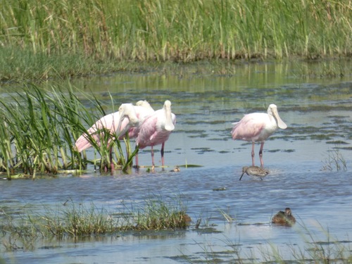 Roseate Spoonbill
