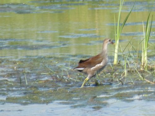 Common Gallinule