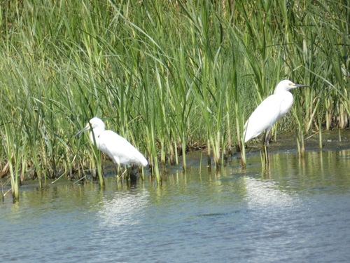 Snowy Egret