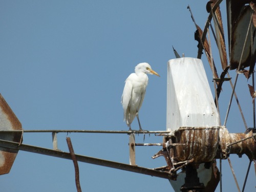 Western Cattle-Egret