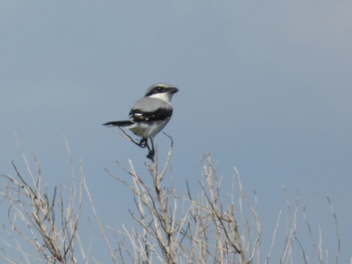 Loggerhead Shrike