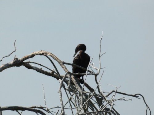 Neotropic Cormorant
