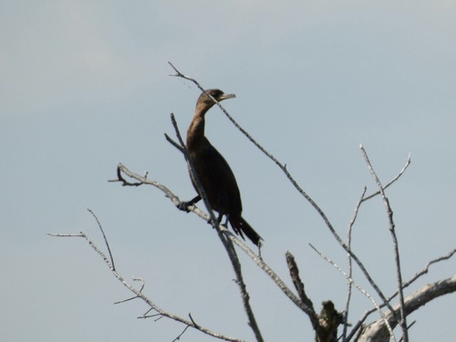 Neotropic Cormorant