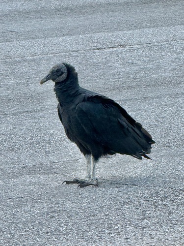 Black Vulture