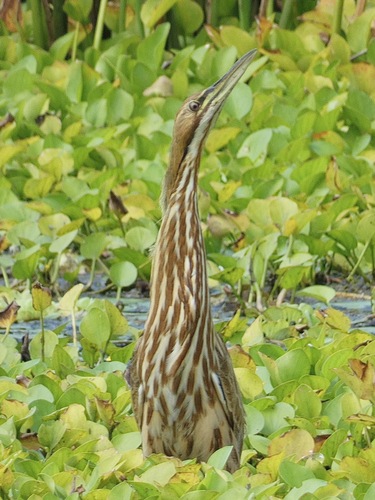 American Bittern
