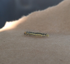 Lepidoptera