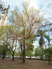 Tabebuia heterophylla