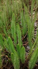 Hippuris vulgaris