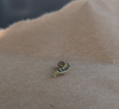 Lepidoptera
