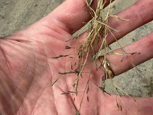 Eragrostis pectinacea observed 2026-09-29