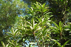 Symplocos koshunensis