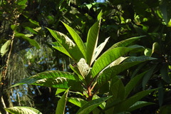 Symplocos koshunensis