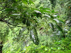 Turpinia ternata