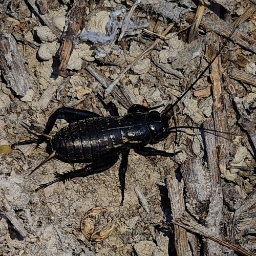 Southern Field Cricket