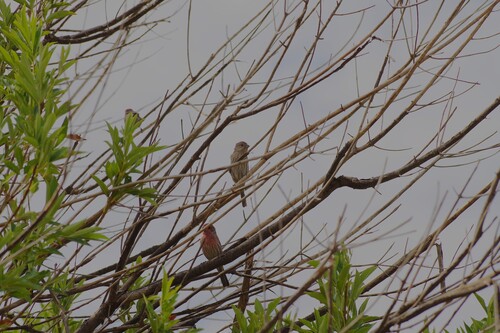 House Finch