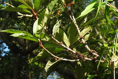 Symplocos koshunensis