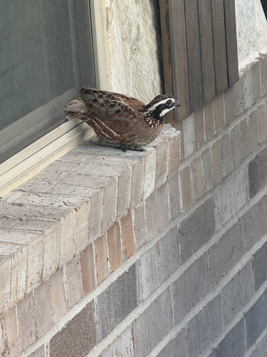 Northern Bobwhite