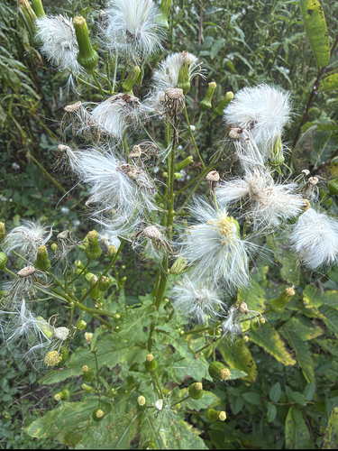 American burnweed