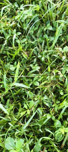 Paspalum conjugatum observed 2026-09-30