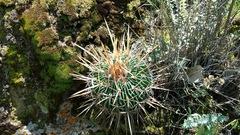 Echinofossulocactus crispatus