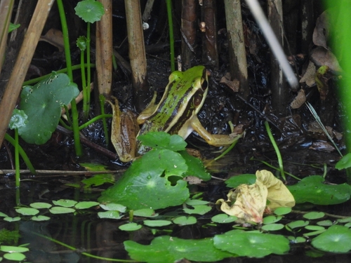 Hylarana erythraea observed 2026-09-29