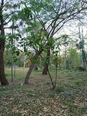 Capparidastrum frondosum