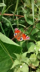 Aglais io