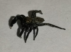 Euophrys