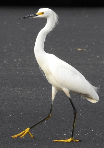 Snowy Egret