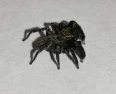 Euophrys