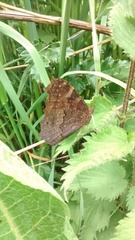 Aglais io