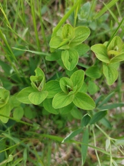 Hypericum maculatum