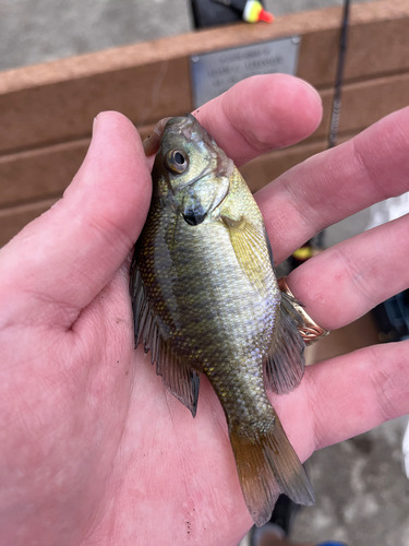 Bluegill
