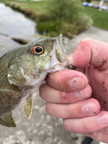 Smallmouth Bass