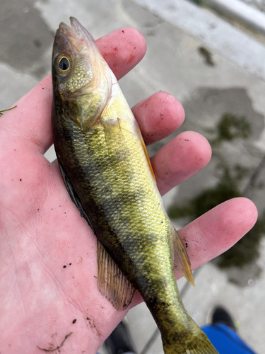 Yellow Perch