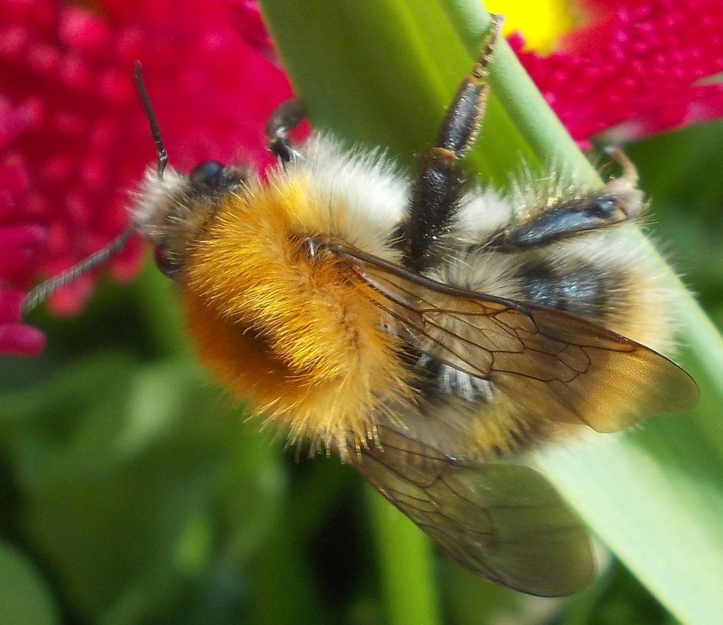 Common carder bee (Bombus pascuorum)